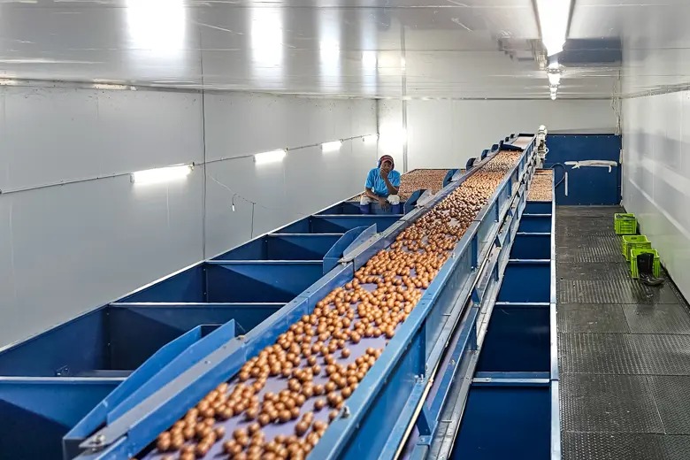 On-farm drying facility with conveyor system, Catuane